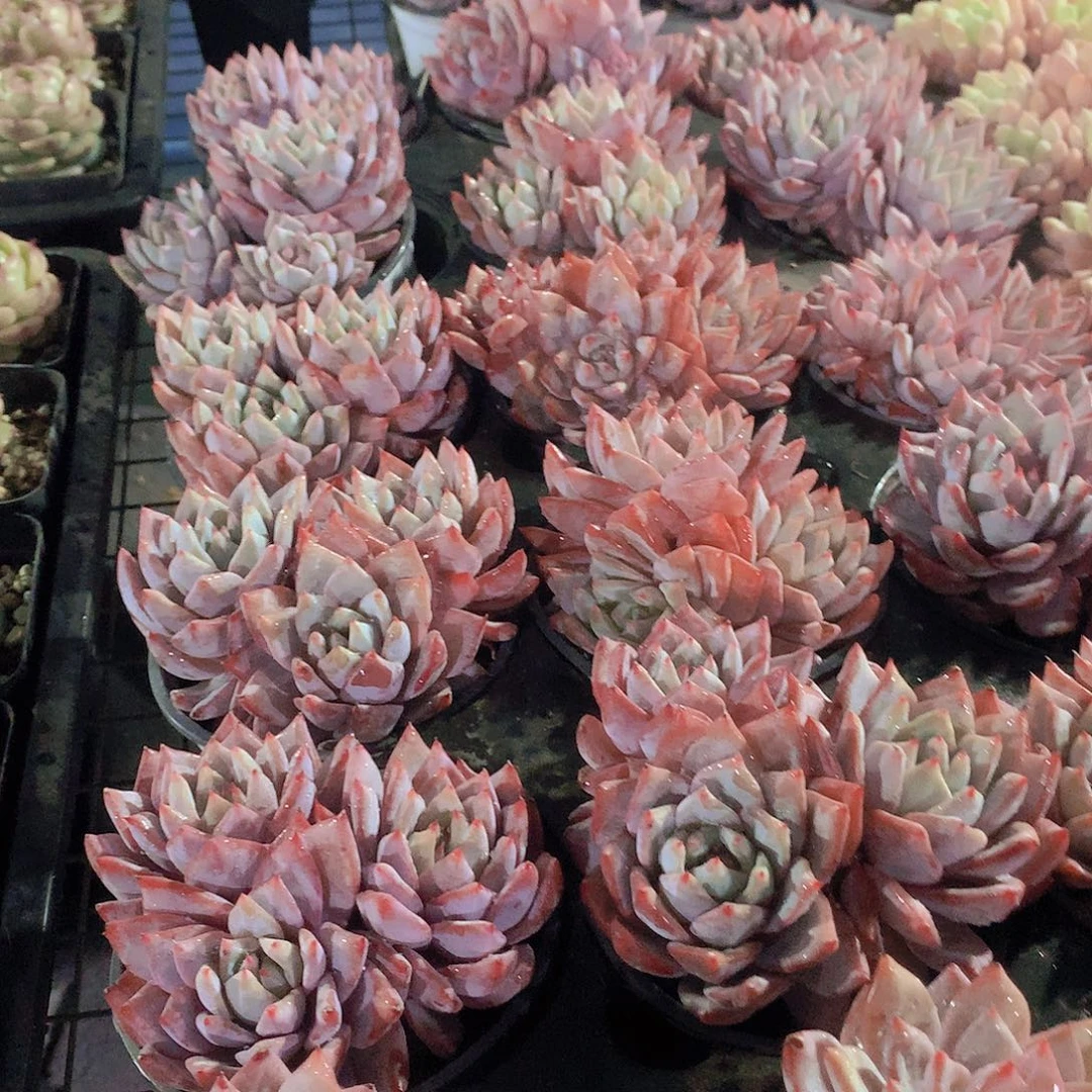 多头粉蓝鸟3457889000000