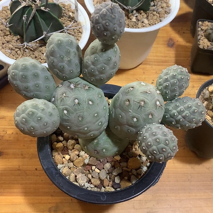 波**胡专拍链接仙人球习