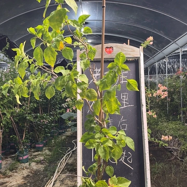 无花朵三角梅三角梅908