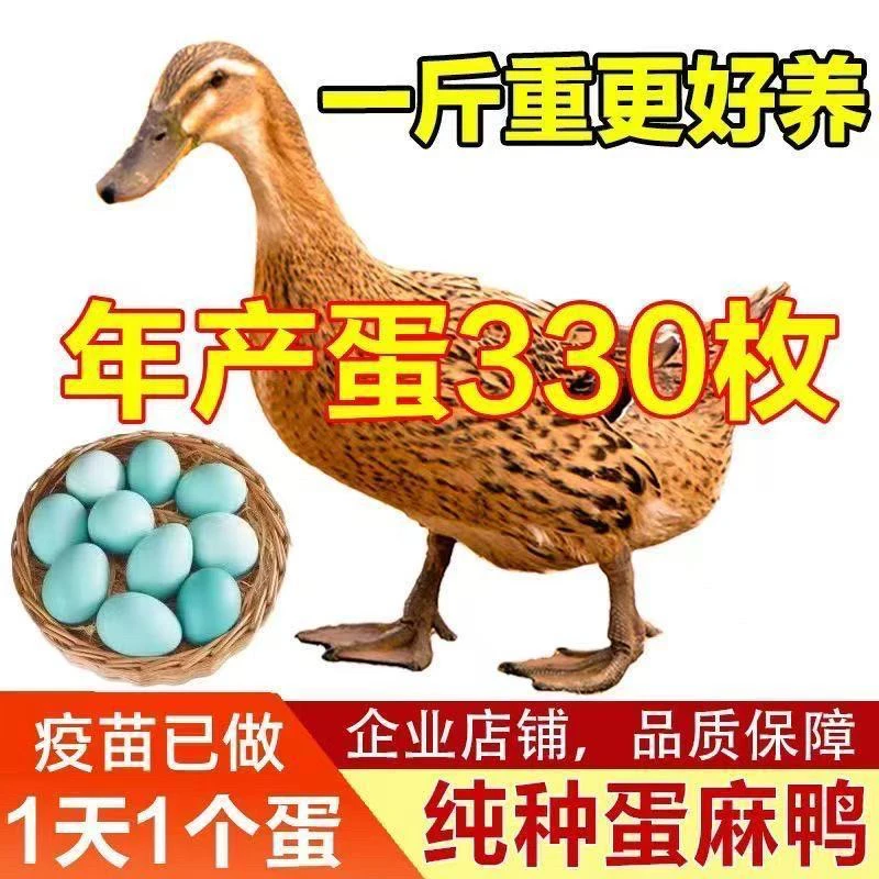 一斤正宗纯种麻鸭高产绿壳蛋鸭苗小鸭苗脱温宠物鸭