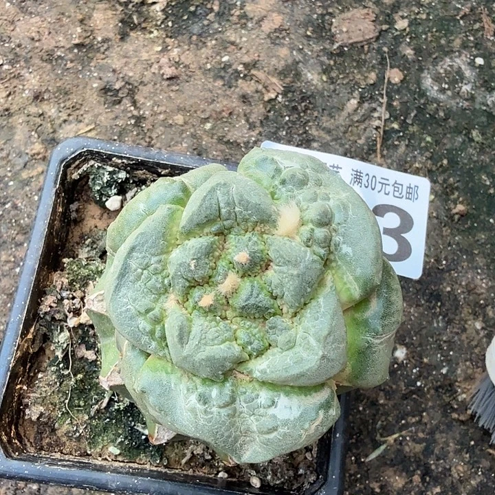 无花朵333白肌超大尤连山怒东三