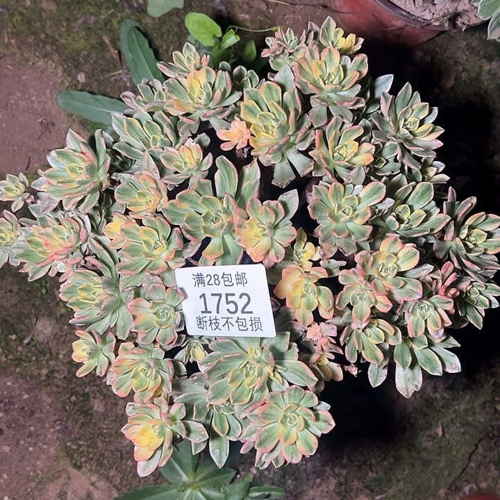 1752甜茶多肉植物