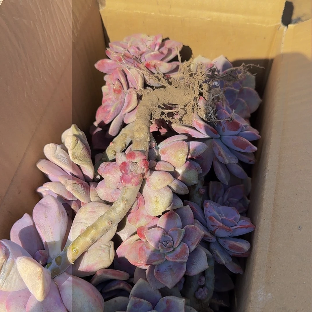 紫乐断枝箱装不包损10.8