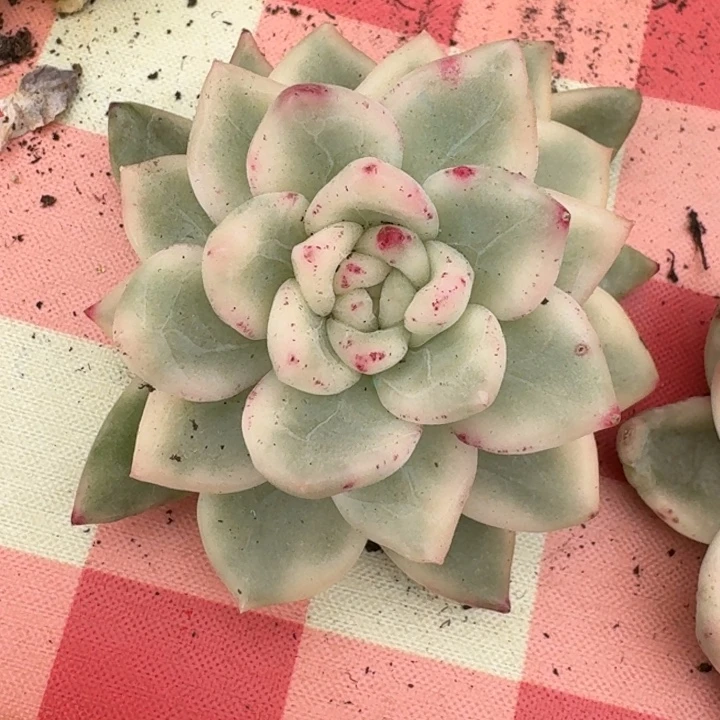 冰月亮锦锦鲤纹一物一拍