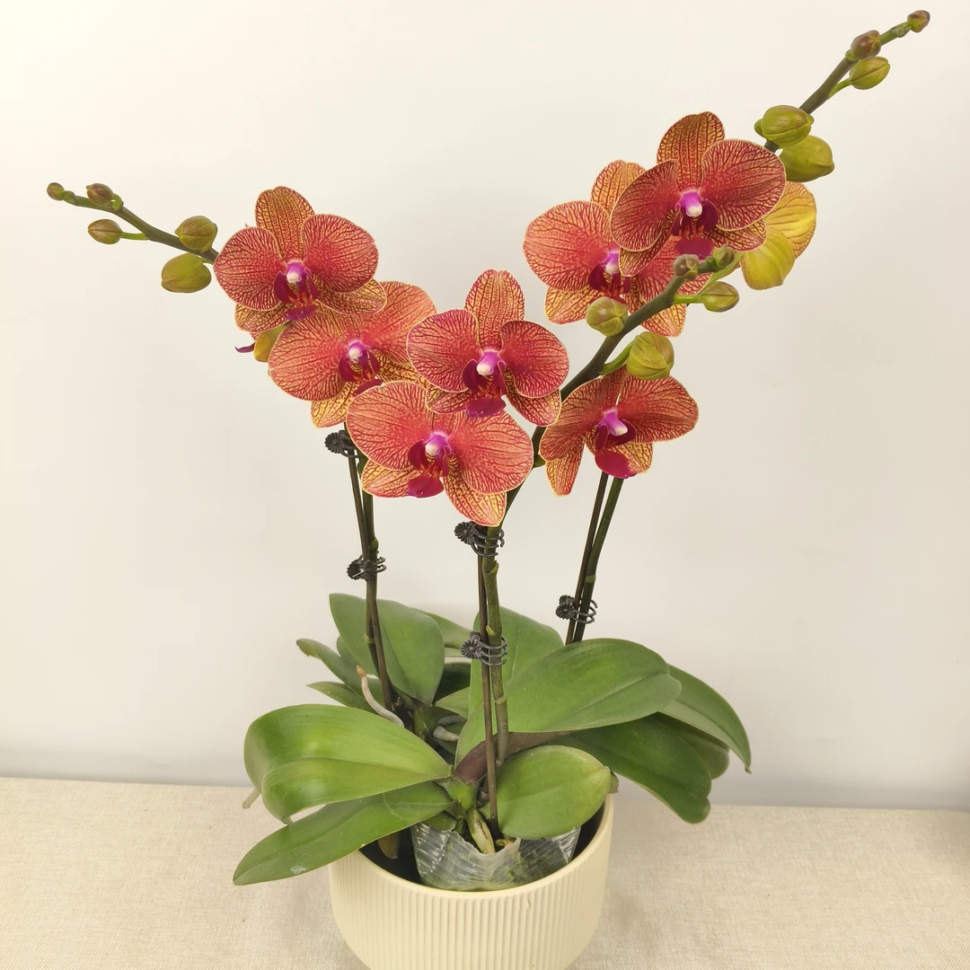 蝴蝶兰【金秋仙子】花苗盆栽带花剑花苞客厅室内四季好养