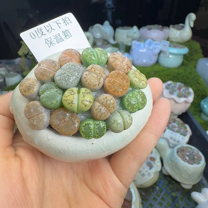 多肉植物福利冲1039