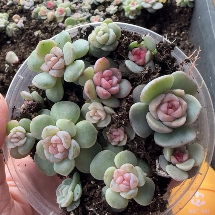 绝绝子多肉一盘35