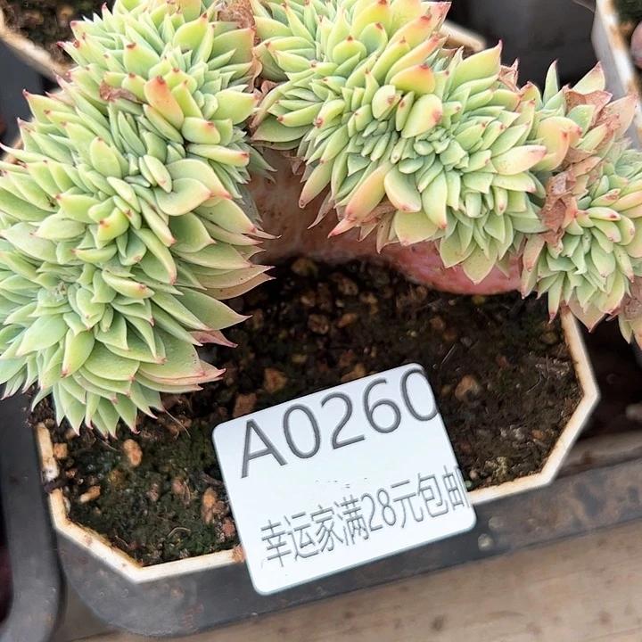 幸运的是我在这里