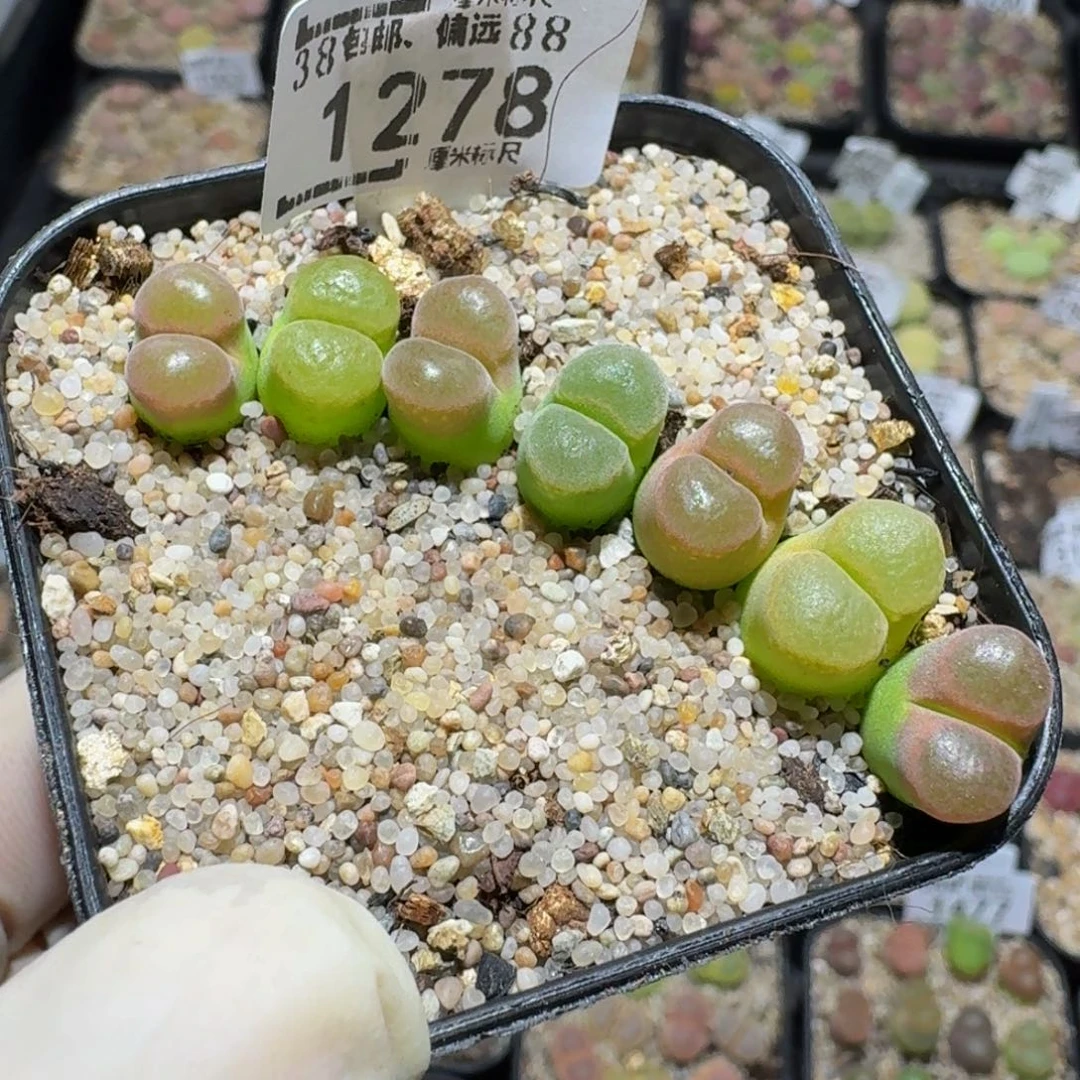 ʚ****Zzzz生石花肉锥1278