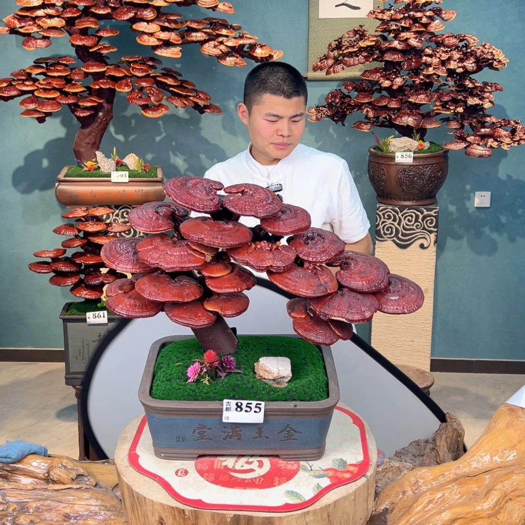 无花朵686868686868688686