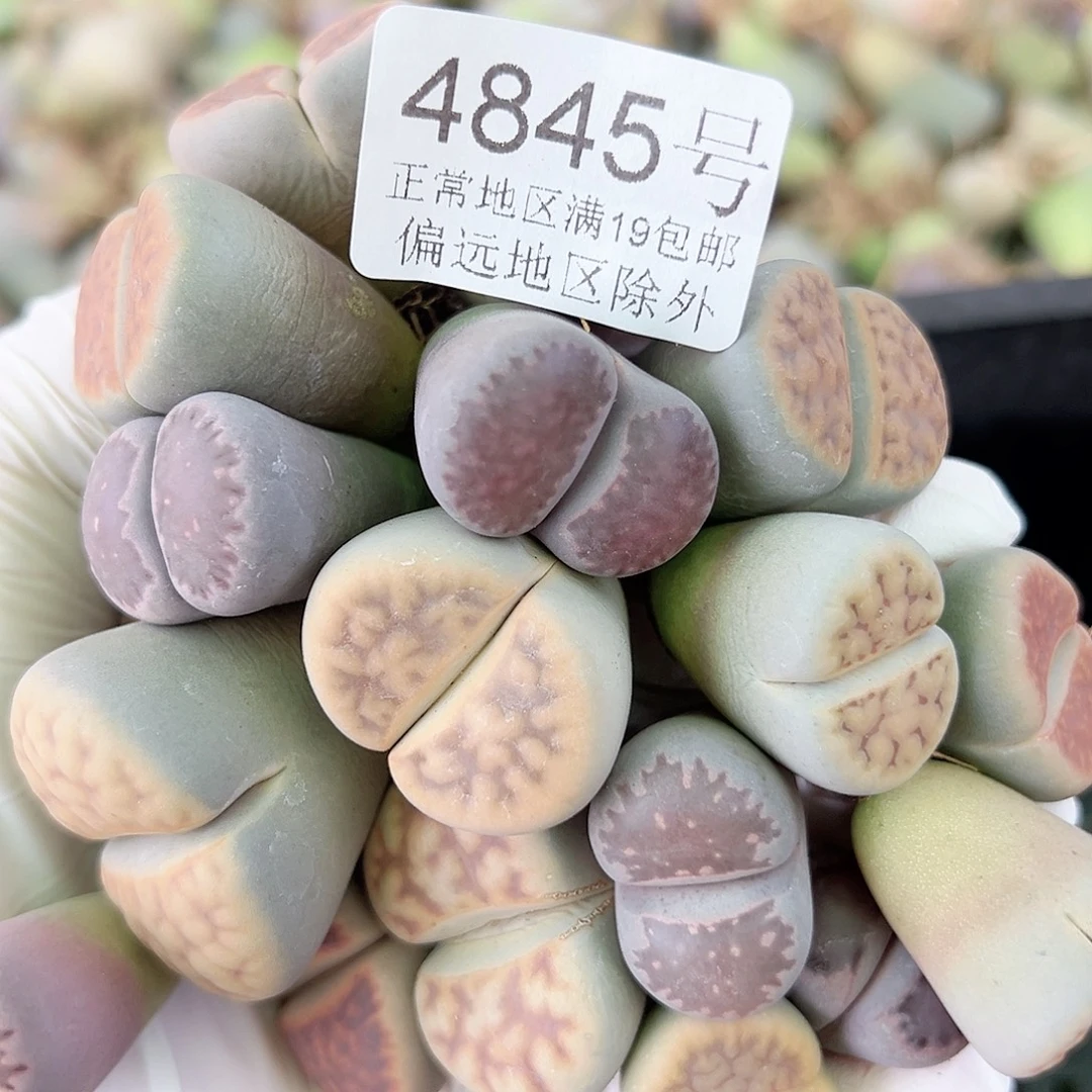 4845 好养易活生石花大母本19个部分腿长特价出了