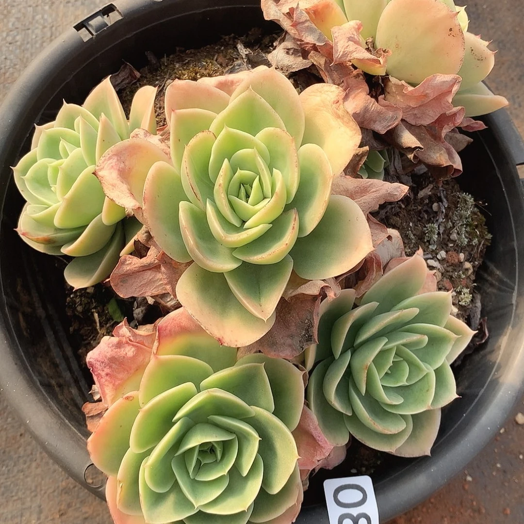 080星娜塔一物一拍多肉