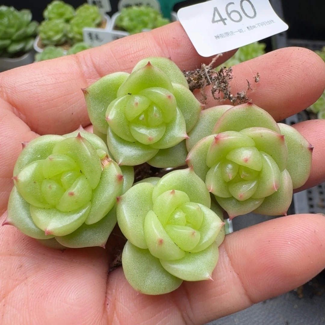 一物一拍一盒530-460