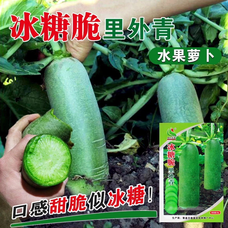 冰糖水果萝卜种子生吃脆甜农家蔬菜种子四季播种阳盆栽绿萝卜种籽