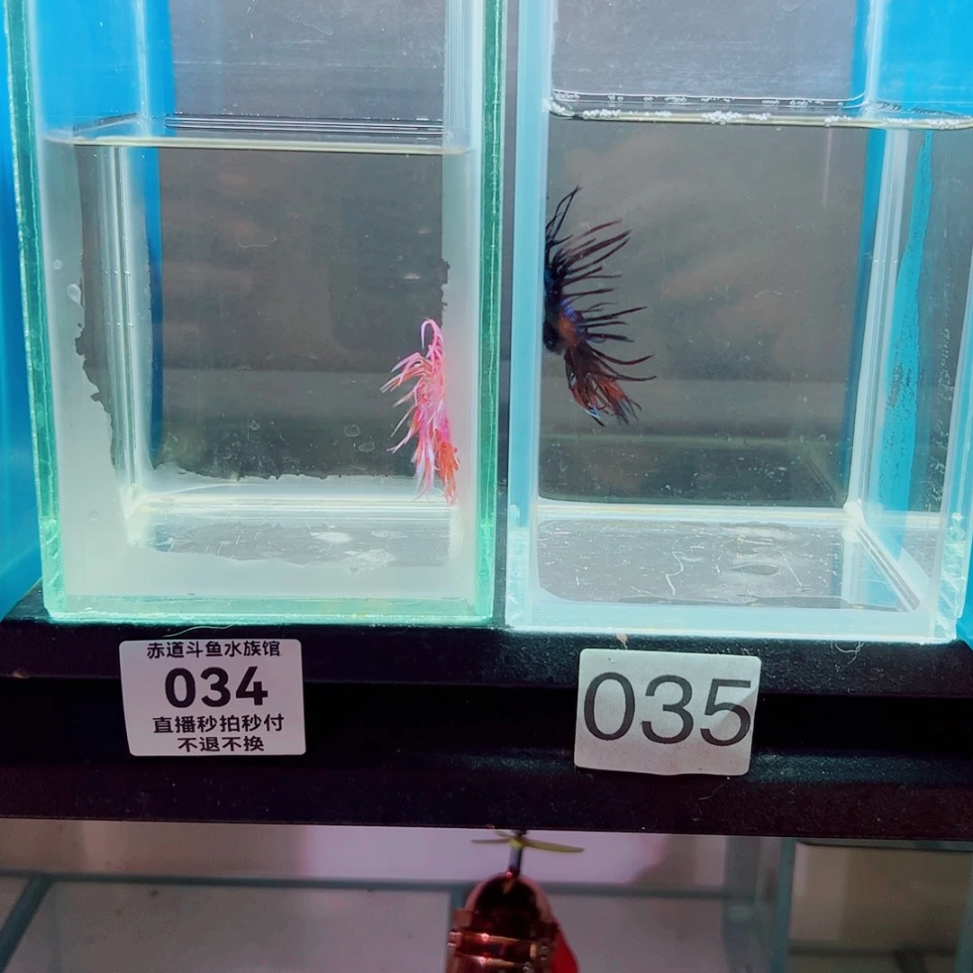 野***寺斗鱼赤道斗鱼水族馆