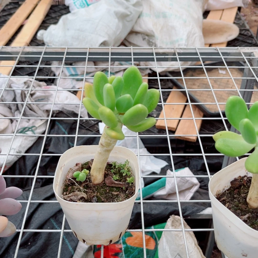 精品多肉芒果奶一颗