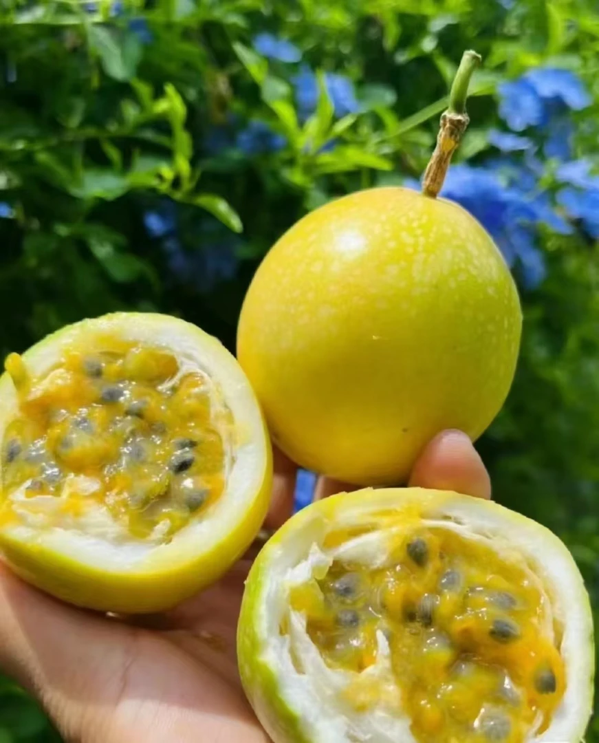 百香果当季新鲜现摘香甜多汁口感饱满应季水果