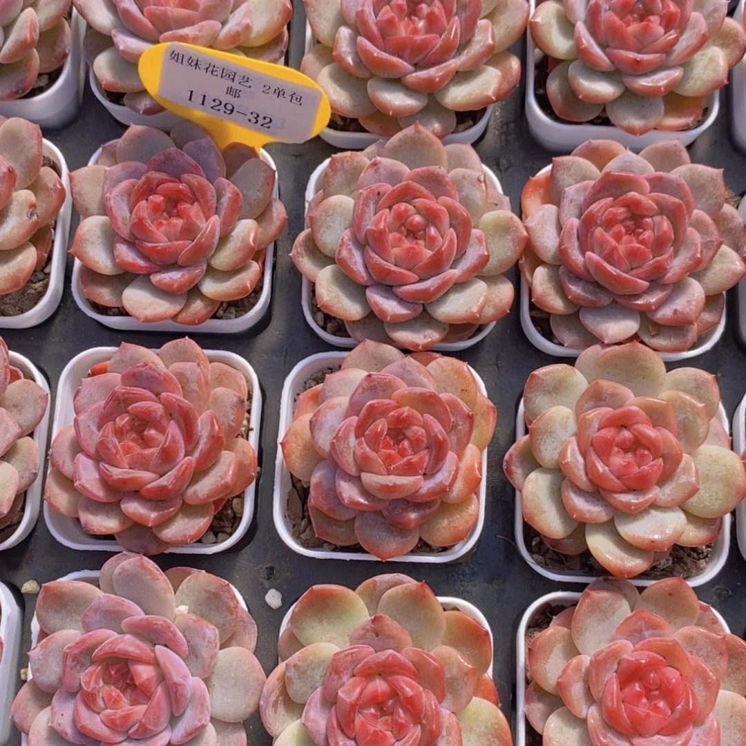 1129-32-钻石珍妮琥珀单头两个