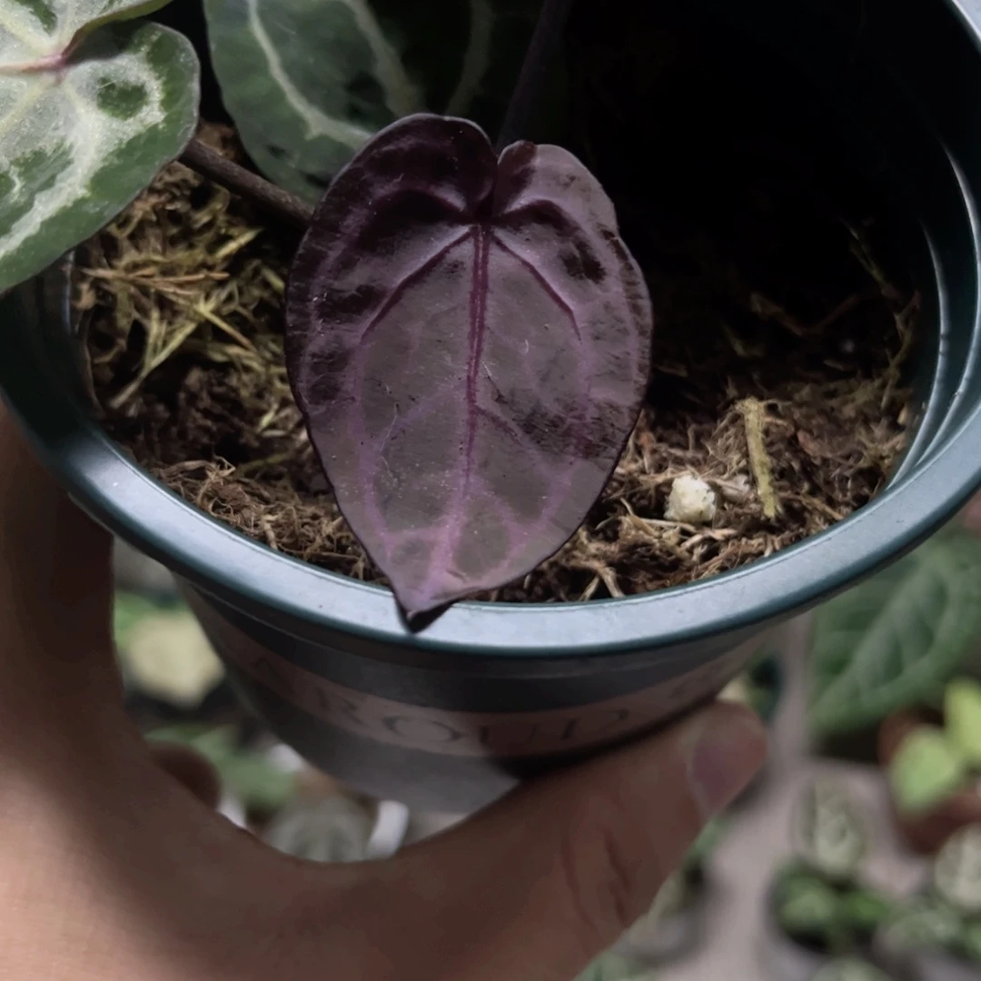 完全开放米歇尔紫水晶籽播