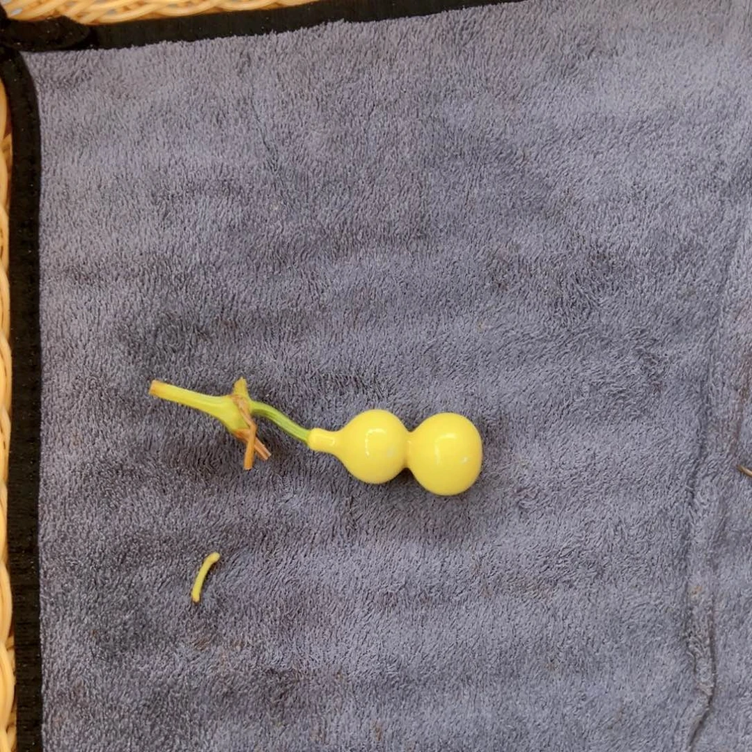 C***_天津嘴儿葫芦葫芦