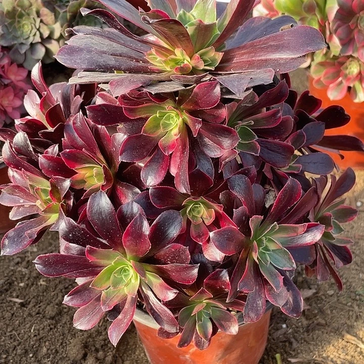 清***物755金丝雀多肉植物的