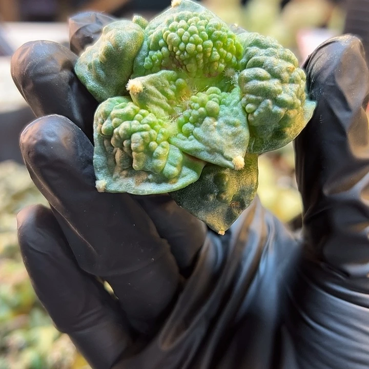 36号苗接村主怒无根5.4公分