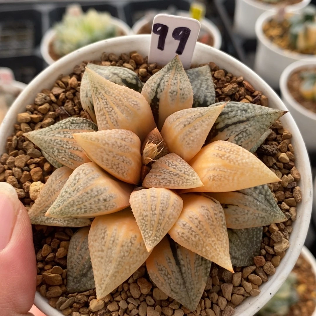 99实生糊斑白银锦一物一拍