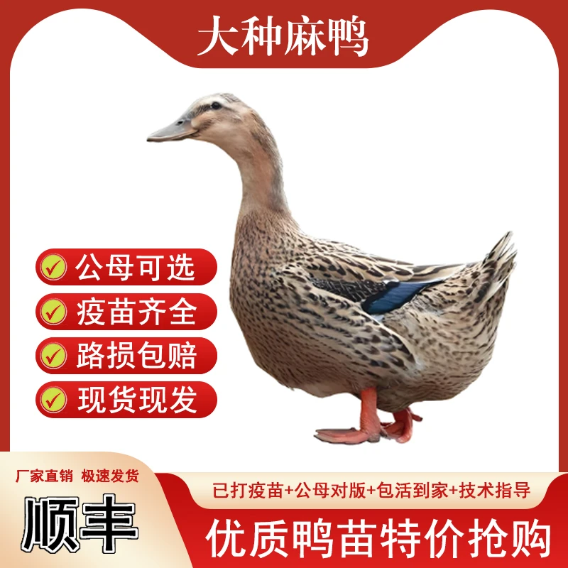 【25只装】正宗纯种麻鸭产蛋绿头鸭黄麻鸭金锭鸭农家【宠物鸭】