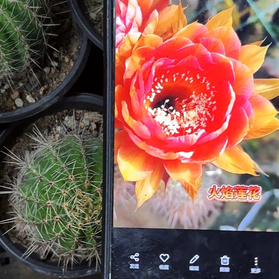 带根火焰莲花彩20包邮