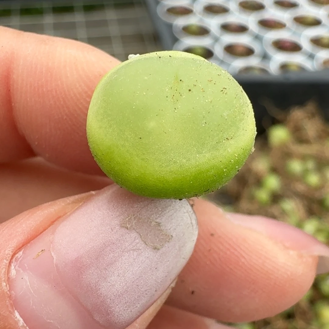 434拉拉尺寸1.4左右平安