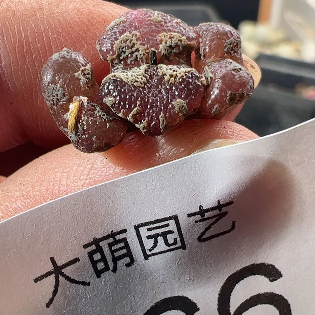 一物一拍。      566
