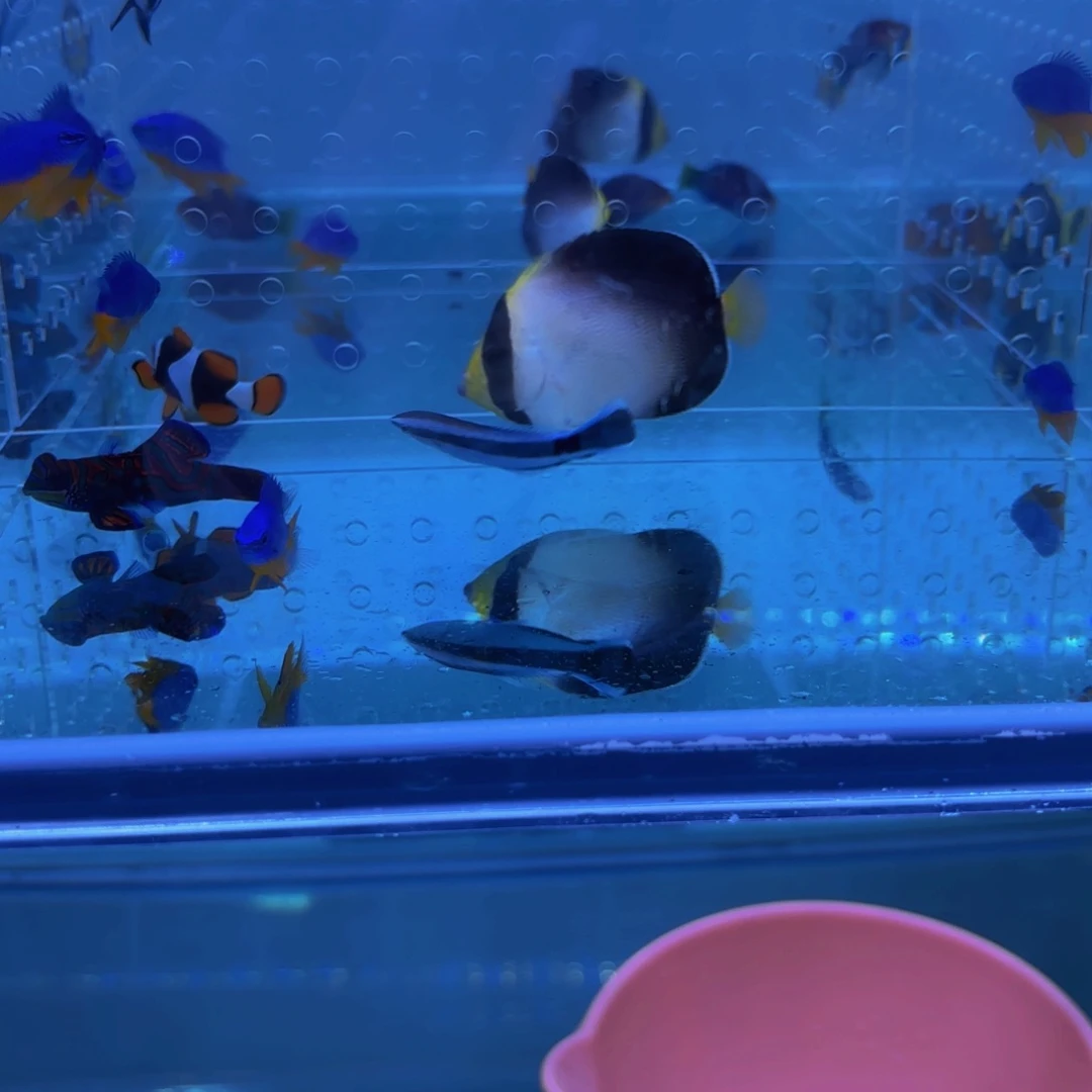 五彩青蛙1 万鱼来朝