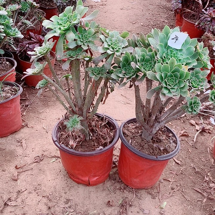 原始绿组合法师24号