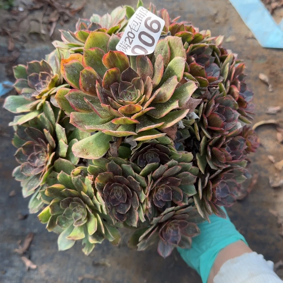 半夏多肉006满20包邮断枝不包
