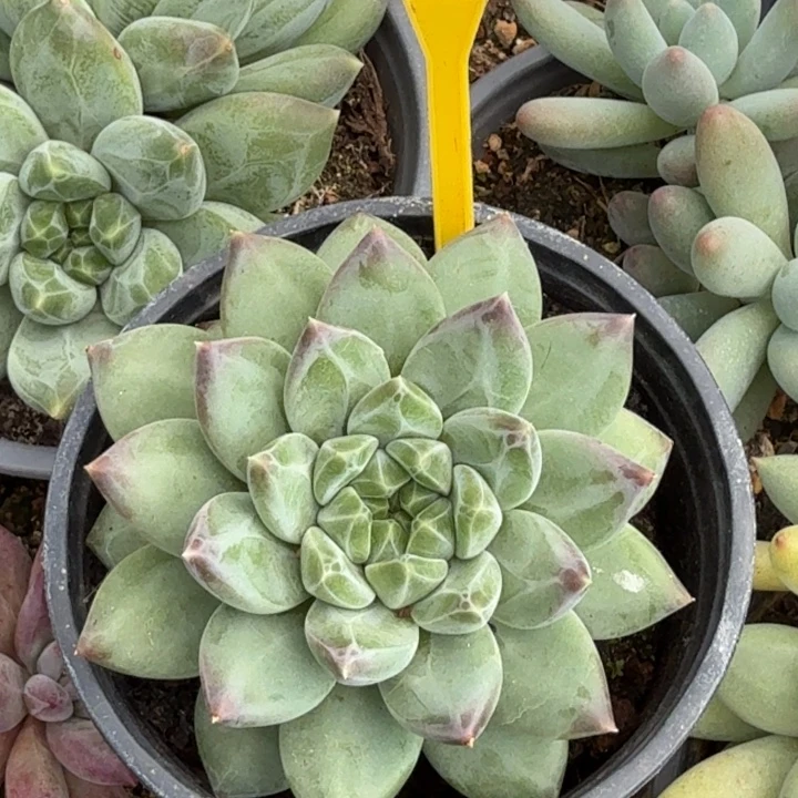 A8多肉植物一物一拍869