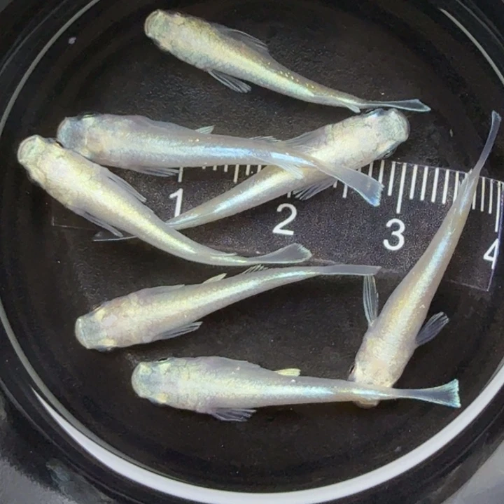 青鳉鱼粉天使18号