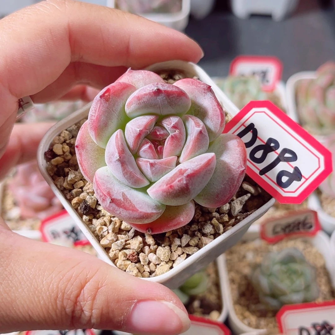 D898 一物一拍 18包邮  粉妆