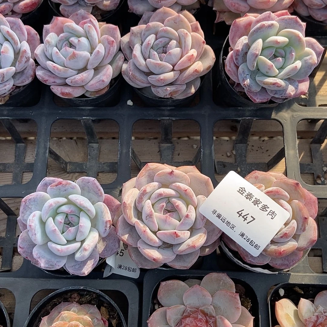 金泰家多肉，447星影*3