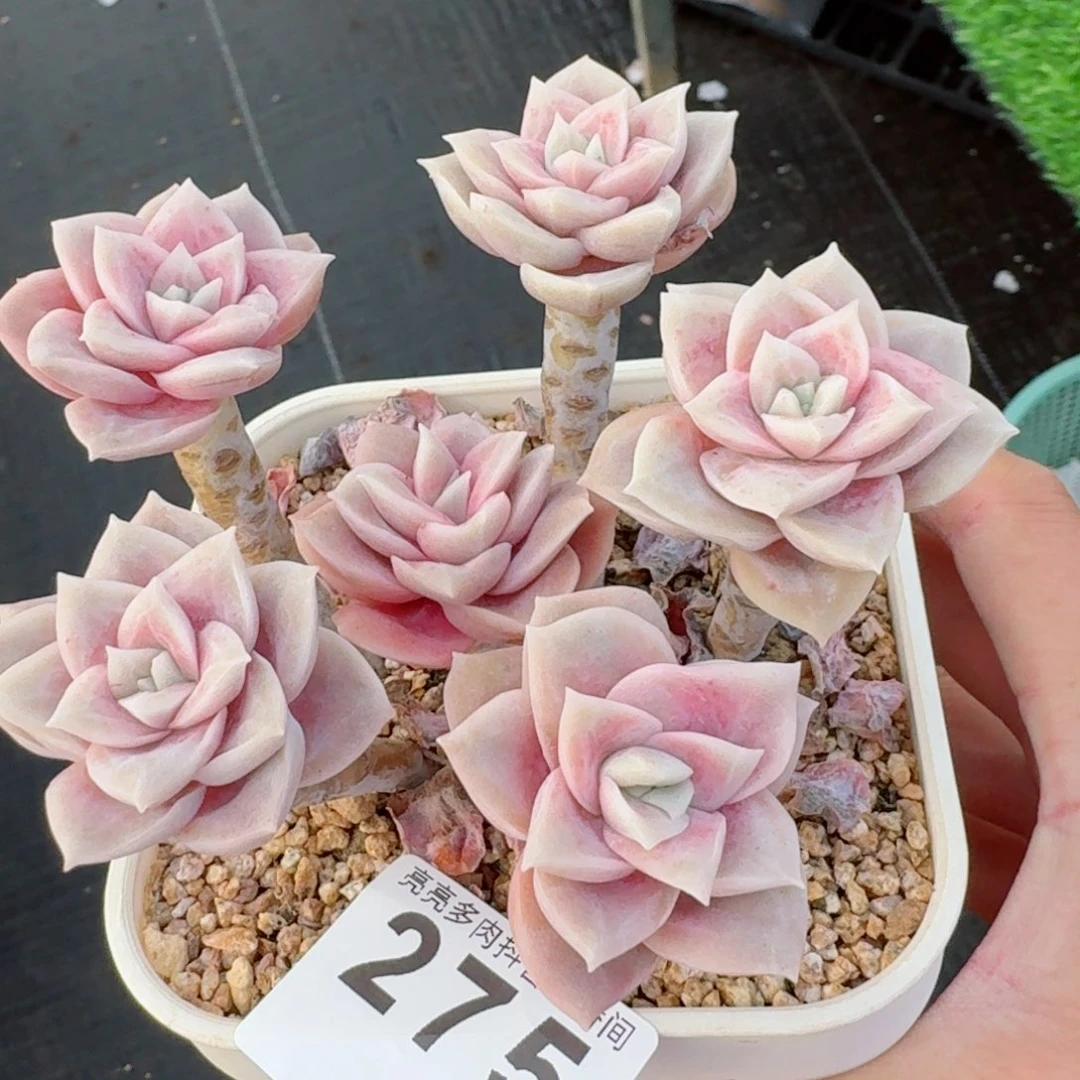 可爱玫瑰老桩         精品多肉