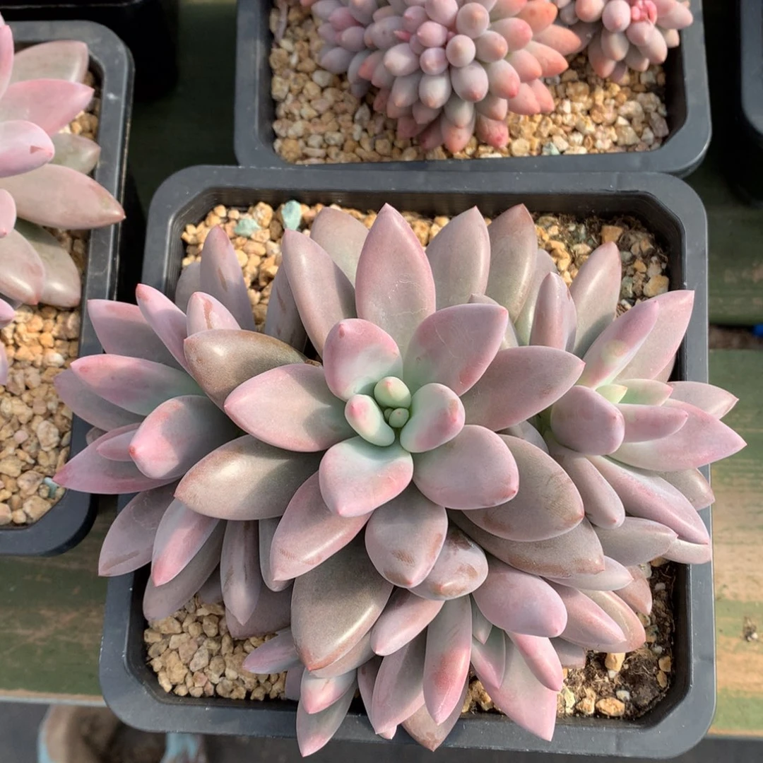 芭比粉 多头 一颗