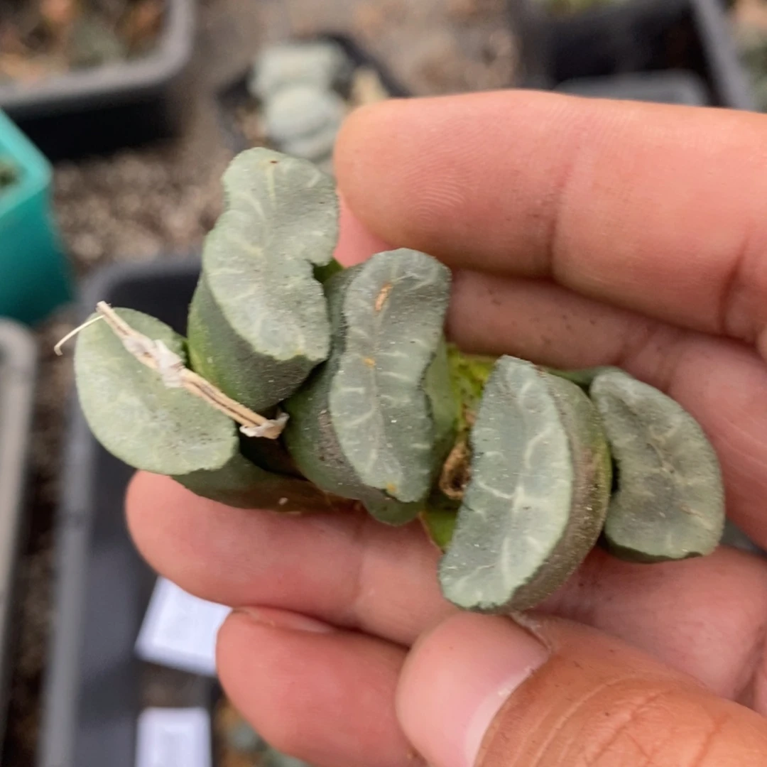 愣***丶2328 一颗蓝镜玉扇 超级福利