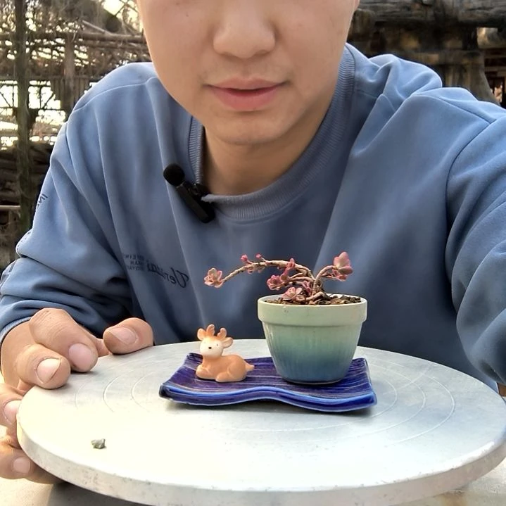 蓝***虫小盆景小植物一物一拍227