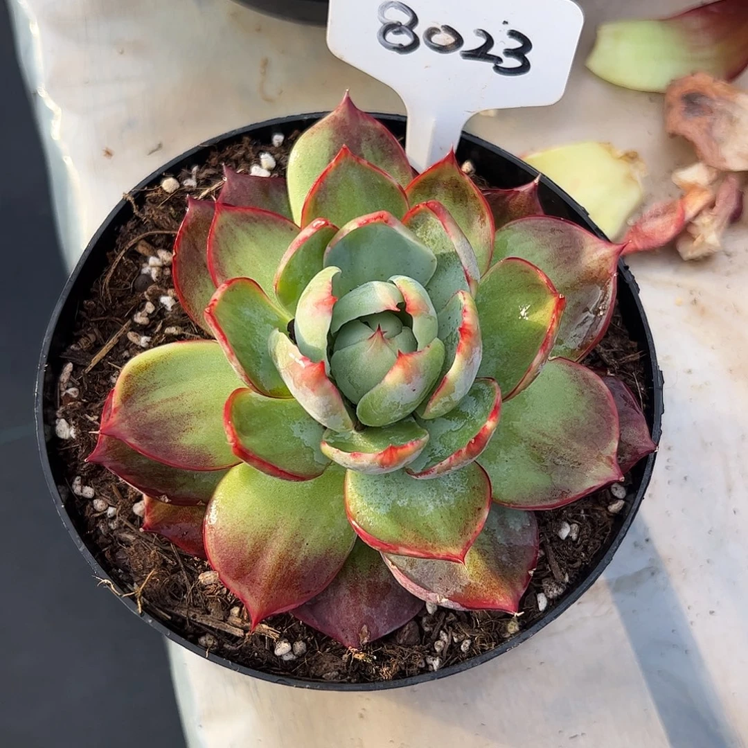 惊鸿仙子一物一拍8023号