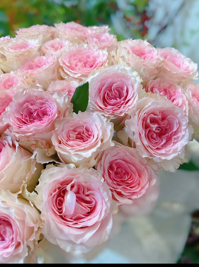 「爆款福利」洛神玫瑰 店铺现货包邮鲜切花