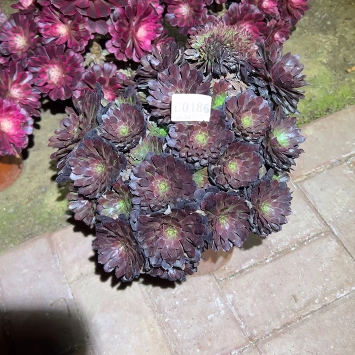 186黑铜缀化多肉植物