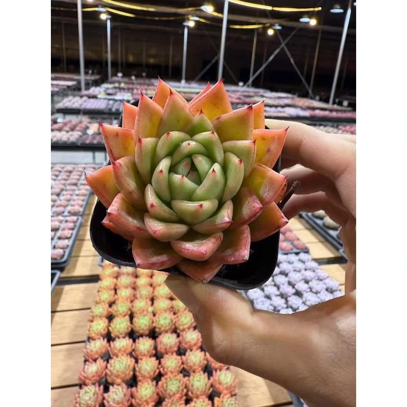 7#橙意满满 多肉植物  前男友精品多肉SM0676