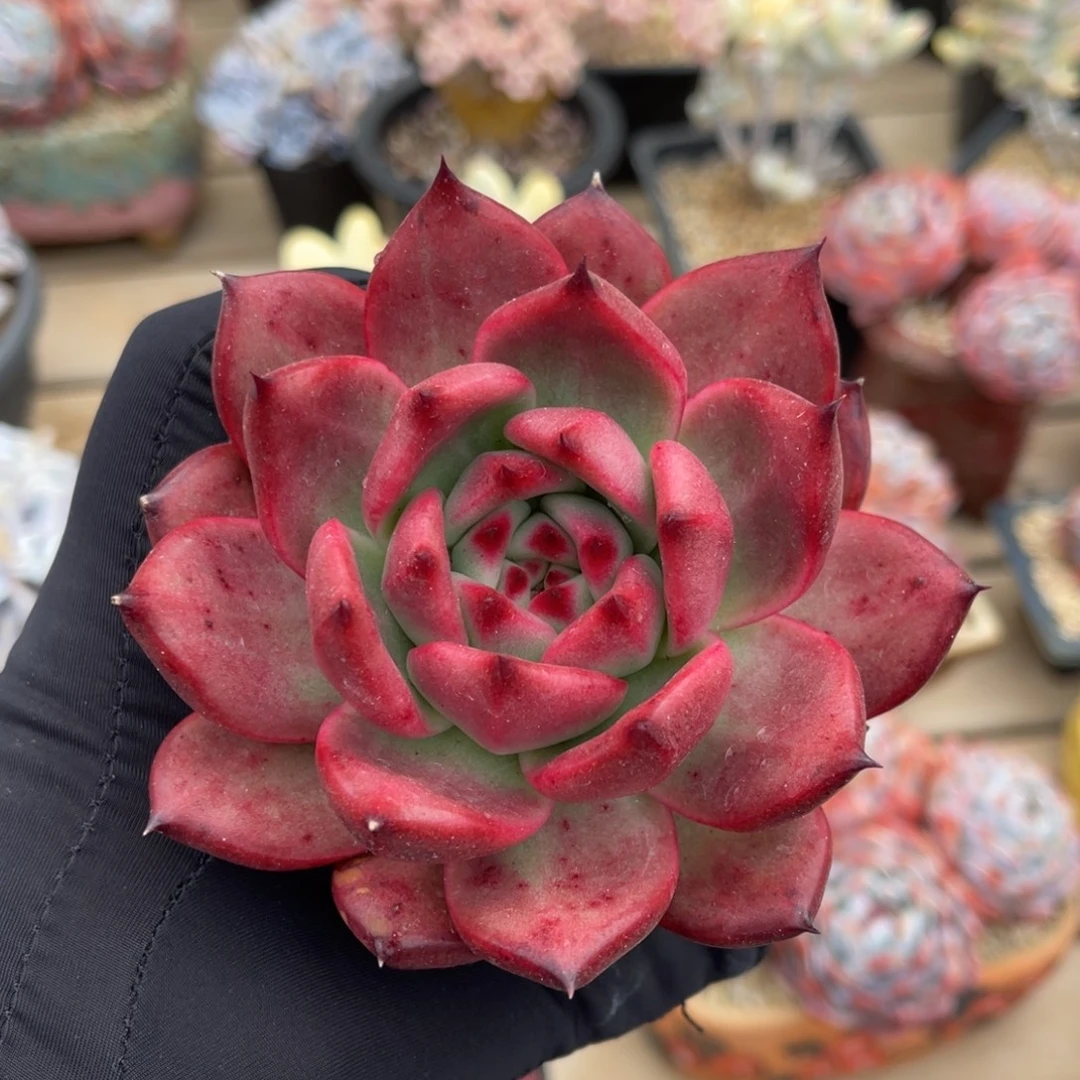 一物一拍满68包邮