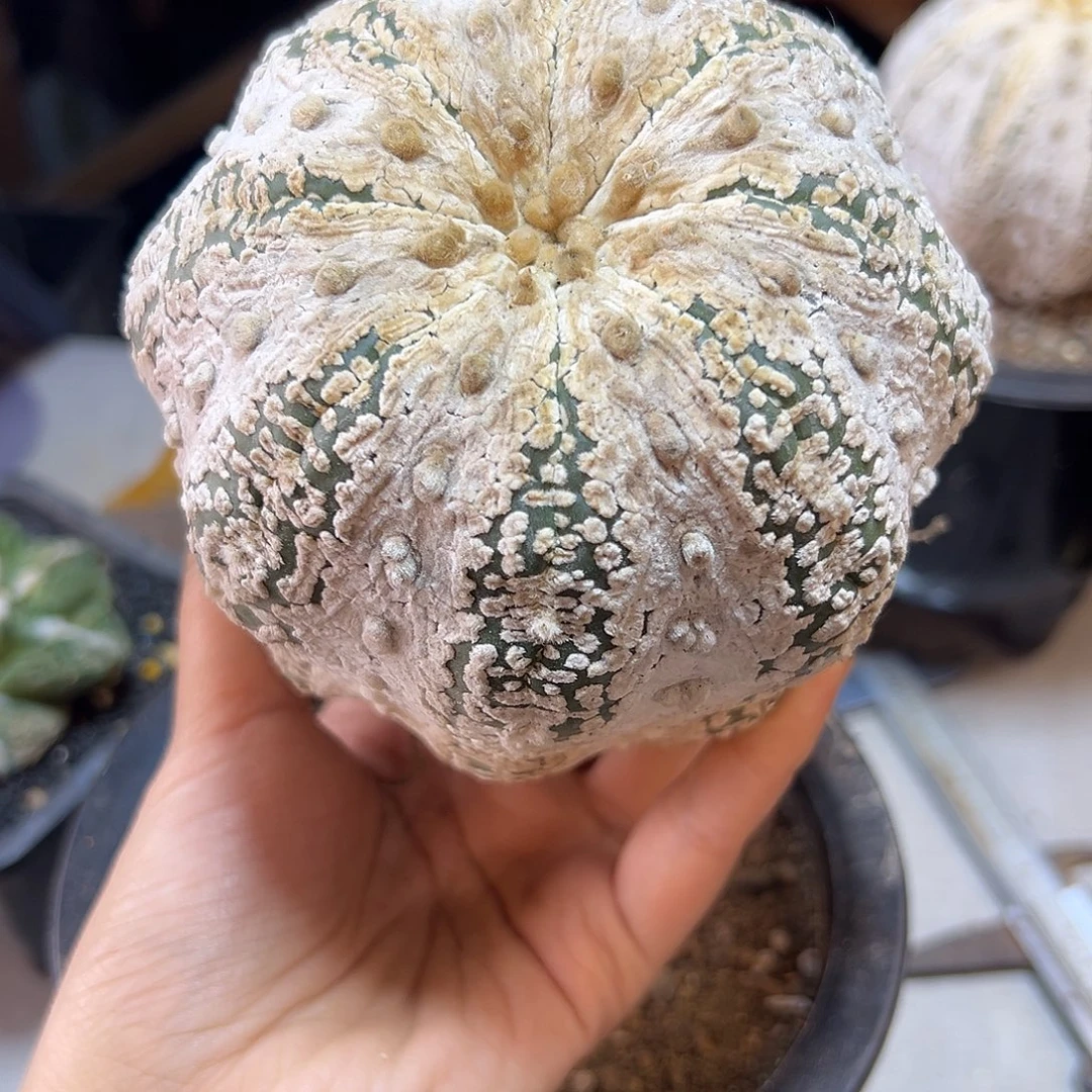 晚7号自根海星超兜10.3公分