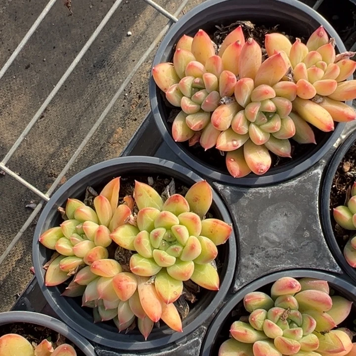 宝翠美人群到手1颗量拍多肉满20元包邮下午发货