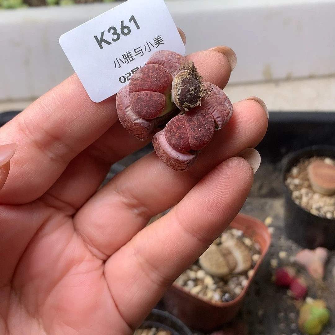 K361多肉植物保护研究所